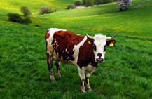 Farm Livestock Insurance